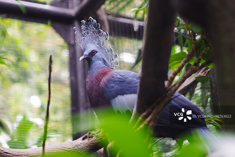 维多利亚冠鸠 (Goura victoria)图片素材