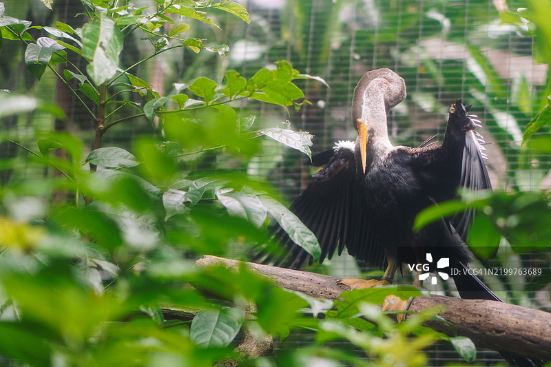 东方蛇鸟在热带森林中晾干翅膀图片素材