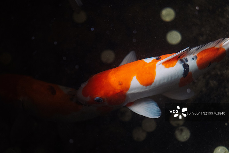 锦鲤在池塘中游泳图片素材