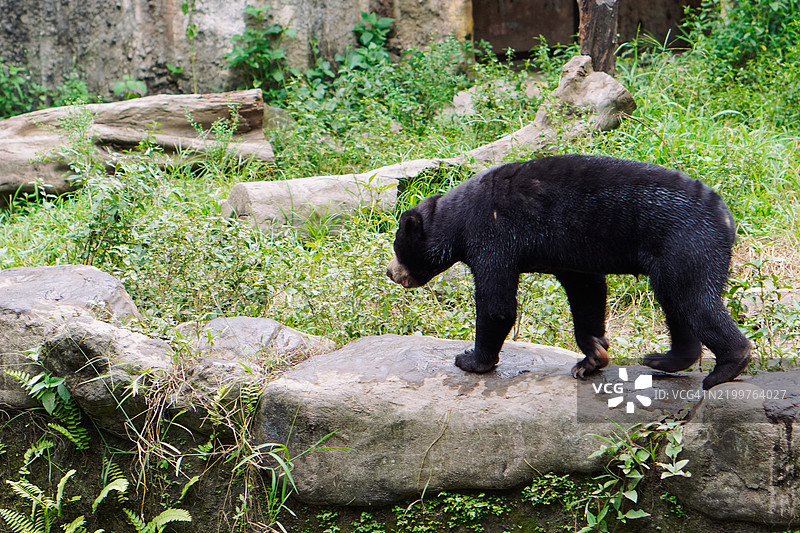 Curious Sun Bear or Honey Bear Exploring its Natural Habitat图片素材