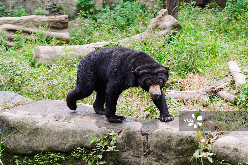 好奇的太阳熊或蜜熊在探索其自然栖息地图片素材