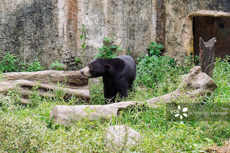 好奇的太阳熊或蜜熊在探索其自然栖息地图片素材
