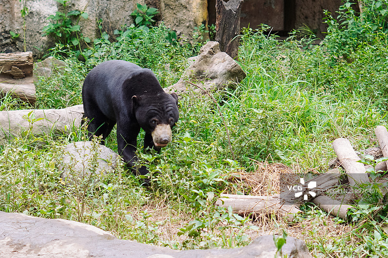 好奇的太阳熊或蜜熊在探索其自然栖息地图片素材