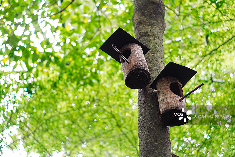 鸟屋安置在树上图片素材