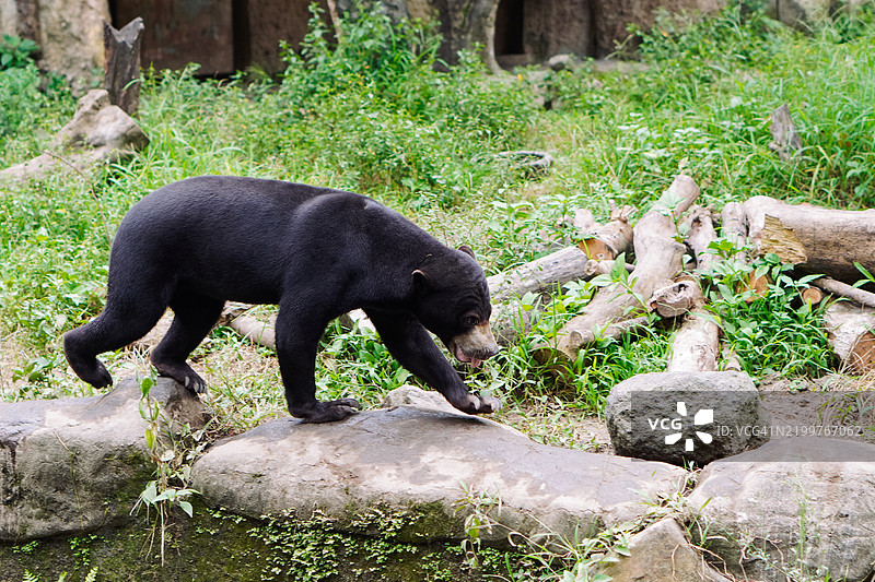 好奇的太阳熊或蜜熊在探索其自然栖息地图片素材