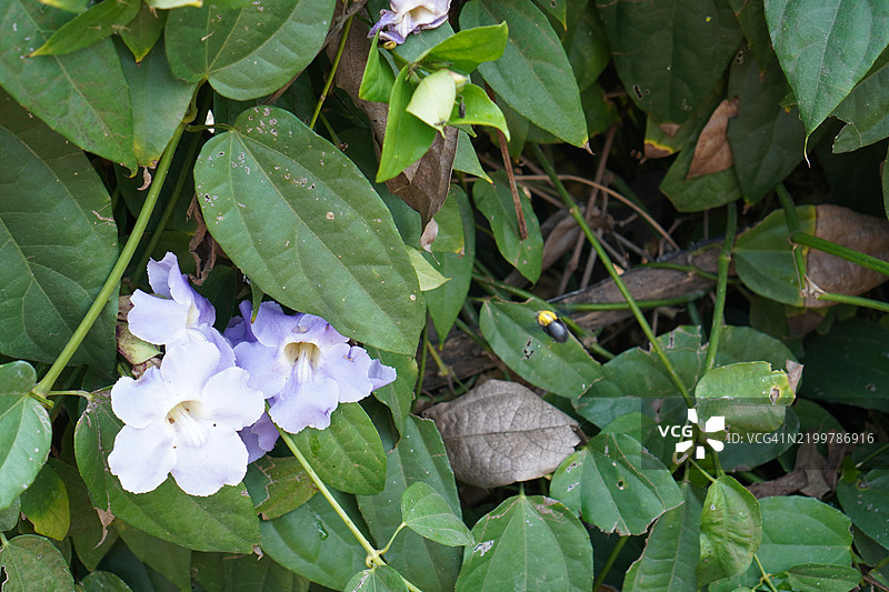 紫花泰国香草月桂钟藤，蓝色喇叭藤，月桂叶吞拿藤，吞拿藤（Thunbergia laurifolia Lindl.）图片素材