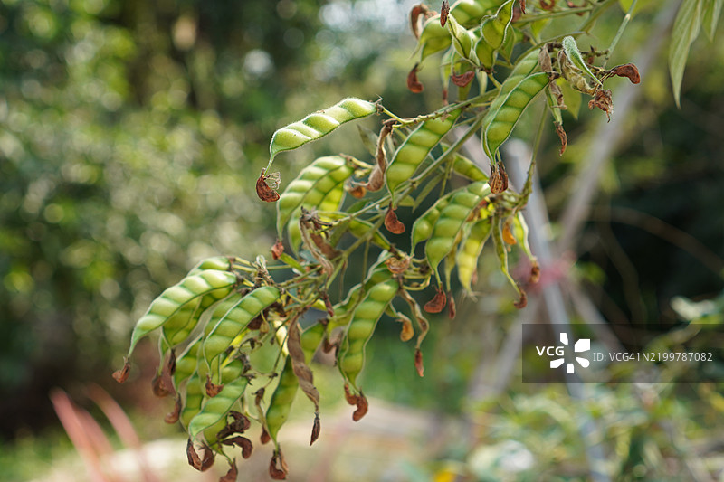 鸽豆（Cajanus canja L Millsp），属于豆科，常被称为鸽豆或Kadios。豆荚扁平，年轻的豆荚呈绿色，老豆荚上的红色条纹变为棕黑色，植物在自然背景中盛开。图片素材
