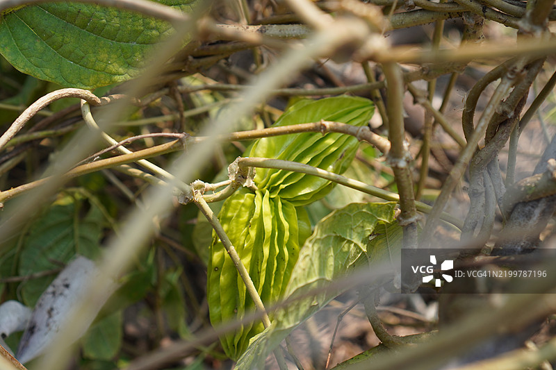 甘草 Glycyrrhiza glabra图片素材
