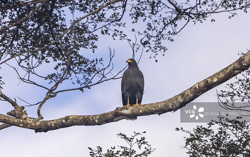 普通黑鹰图片素材