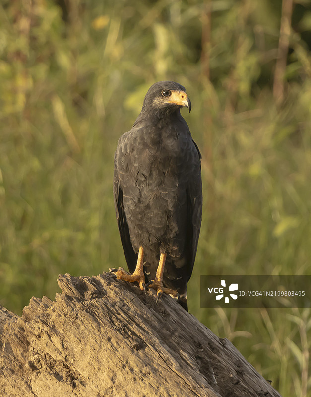 普通黑鹰图片素材