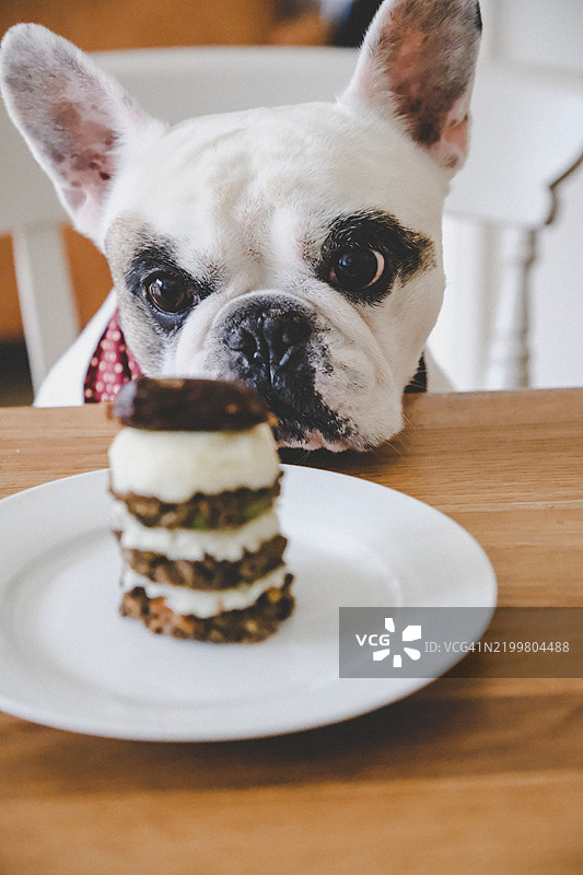 生日狗狗与自制狗狗生日蛋糕图片素材