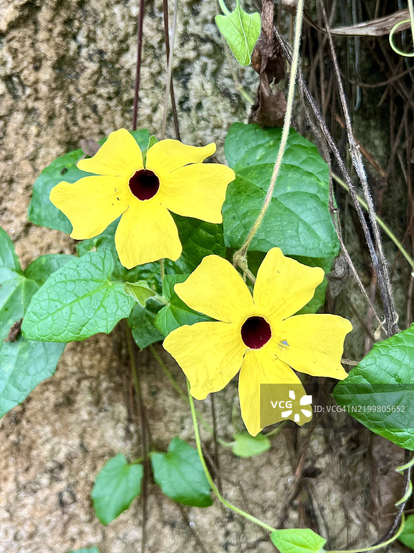 黑眼苏珊花在藤上（阔叶紫葳）图片素材
