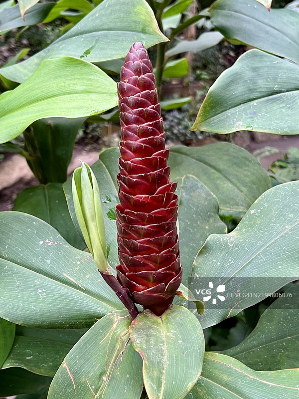 阶梯植物（Costus malortieanus）的特写视图。图片素材