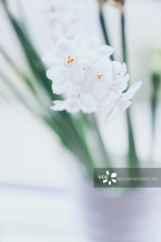冬季室内盛开的白色水仙花图片素材