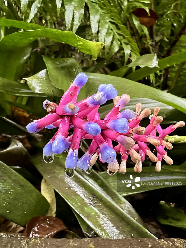 变色火柴凤梨（Aechmea gamosepala）盛开的花朵特写图片素材