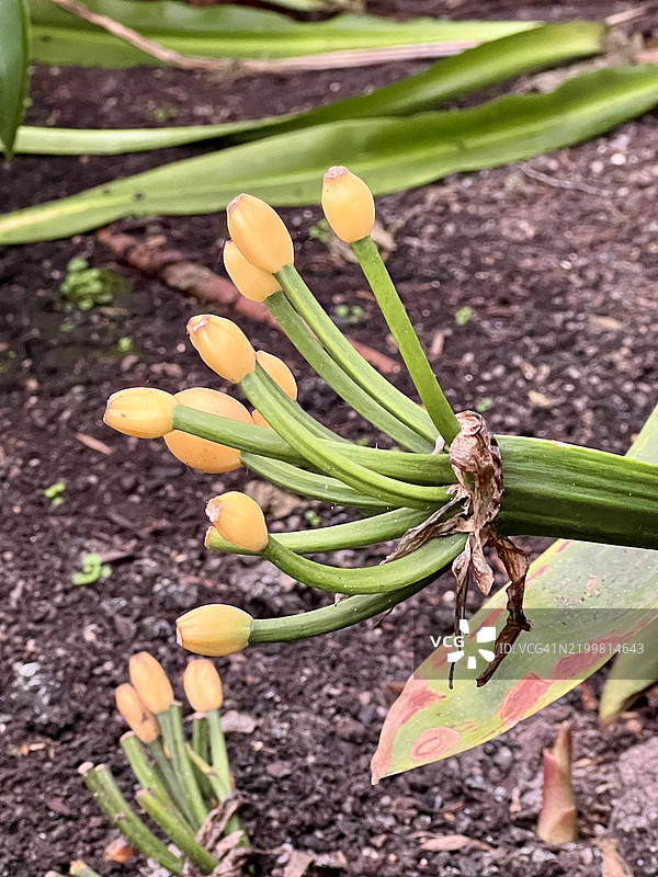纳塔尔百合 (Clivia miniata)图片素材