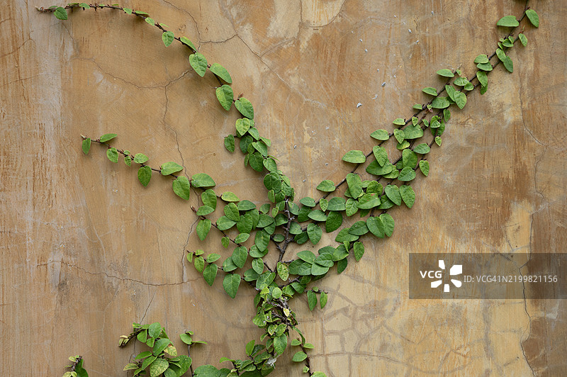 一根绿色藤蔓正在墙上生长图片素材
