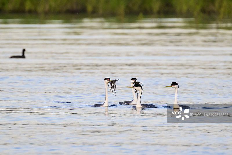 加利福尼亚州清湖的西部鸊鷉图片素材