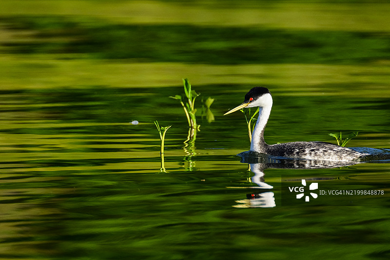 加利福尼亚州清湖的西方鸊鷉图片素材