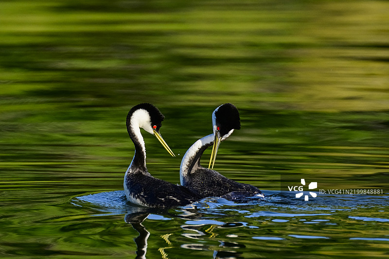 加利福尼亚州清湖的西方鸊鷉图片素材