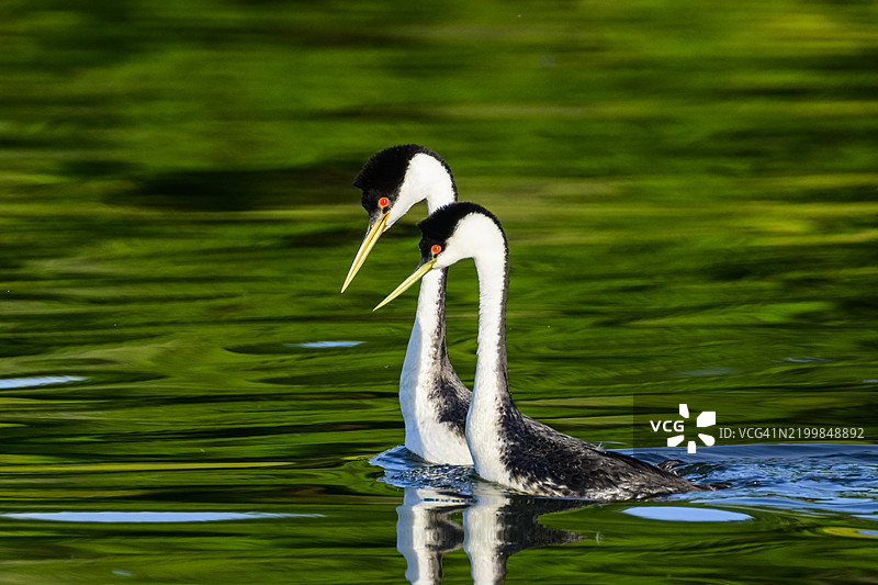 加利福尼亚州清湖的西部鸊鷉图片素材