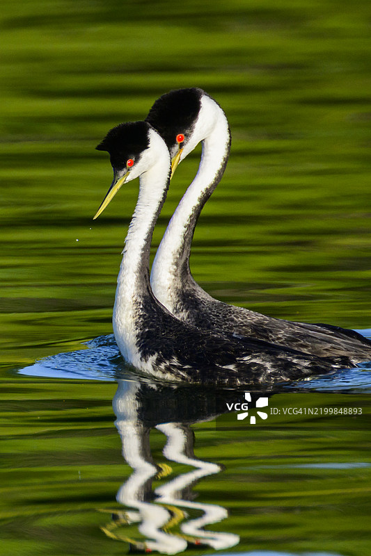 加利福尼亚州清湖的西部鸊鷉图片素材