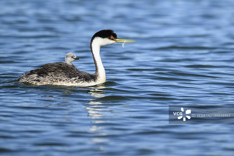 加利福尼亚州清湖的西方鸊鷉图片素材