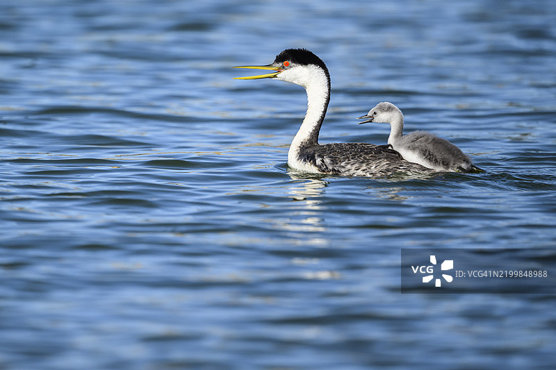 加利福尼亚州清湖的西方鸊鷉图片素材