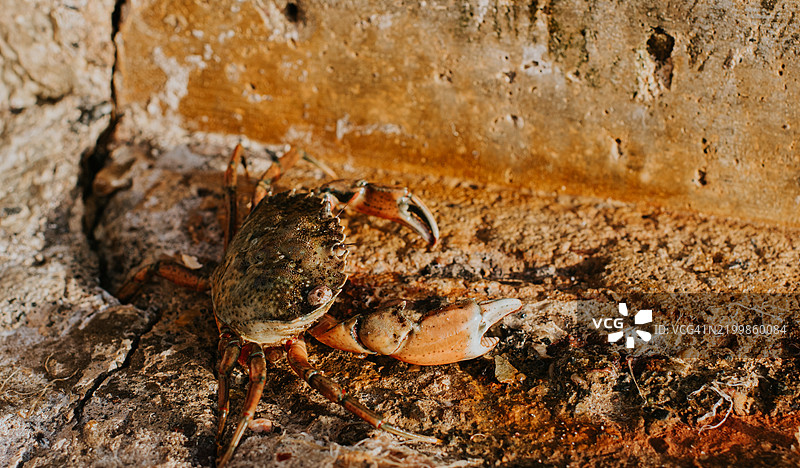 阳光明媚的下午，一只螃蟹从海岸附近的岩石地形中爬出。图片素材