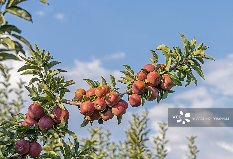 安塔利亚埃尔马利的成熟苹果园图片素材