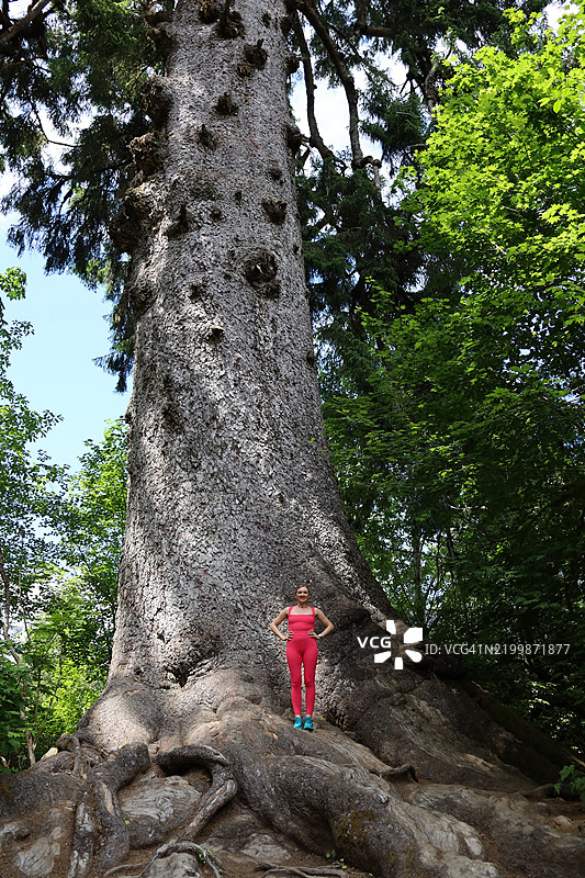 生态旅游 - 美国华盛顿州奥林匹克国家森林图片素材