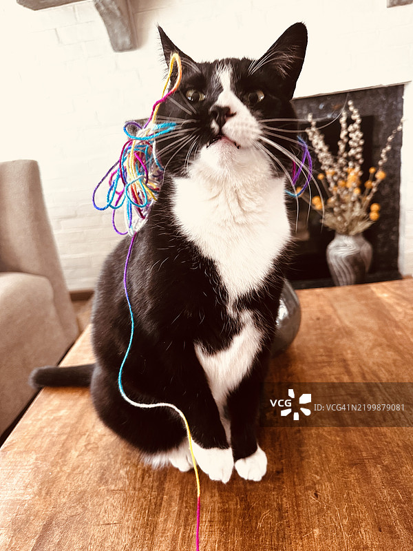 缠绕在麻线中的猫图片素材