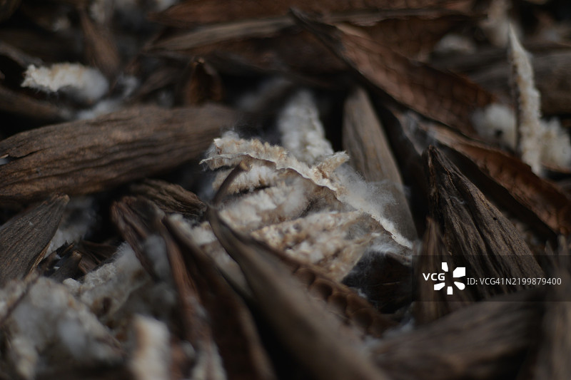 干燥的木棉树产品图片素材
