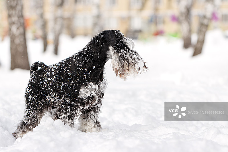 雪地里被雪覆盖的雪纳瑞犬在冬季公园探险图片素材