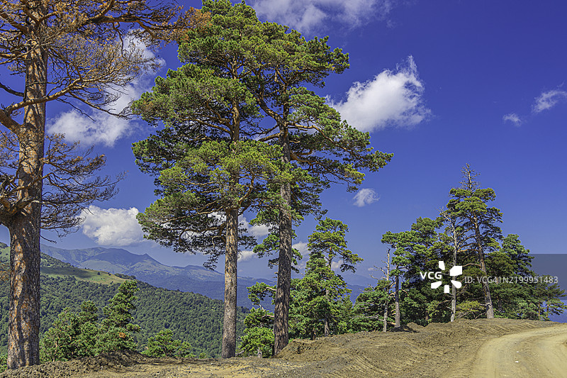 高大的松树与蓝天相映衬。巴库里亚尼，格鲁吉亚图片素材
