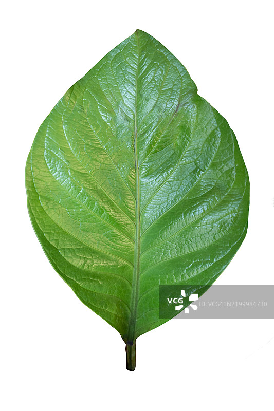 绿色叶子纹理。安瑟鲁姆·詹曼尼。白色背景上的孤立树木。用于设计的热带树木孤立图像。广告和建筑。图片素材