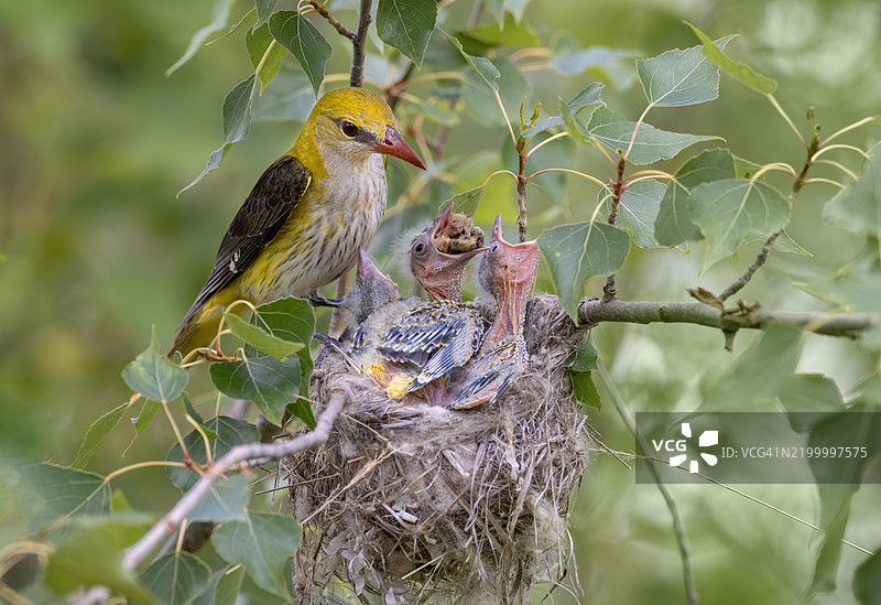 雌性金黄鹂在喂养幼鸟，德国图片素材