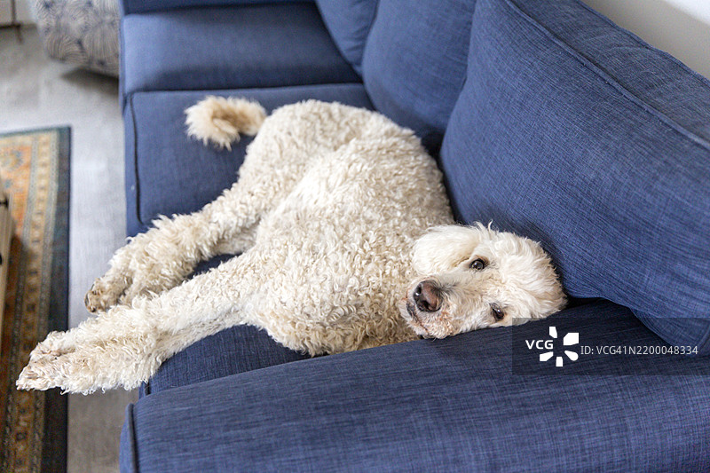 沙发上的贵宾犬，宠爱宠物，懒散的生活方式概念图片素材