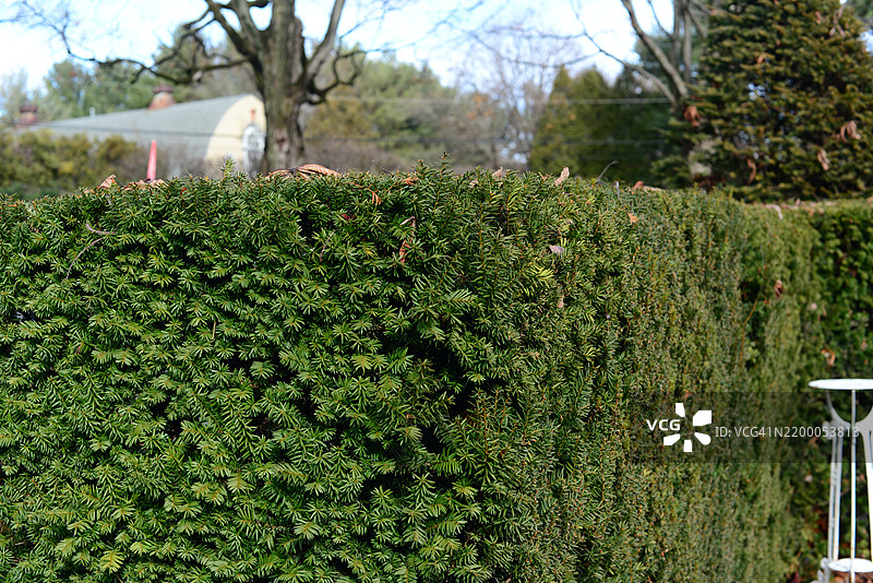 常青箱树图片素材