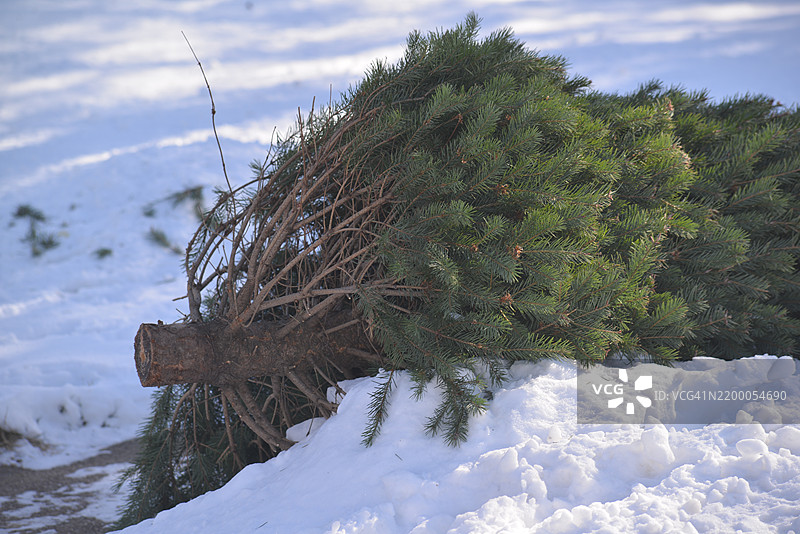 路边的圣诞树图片素材