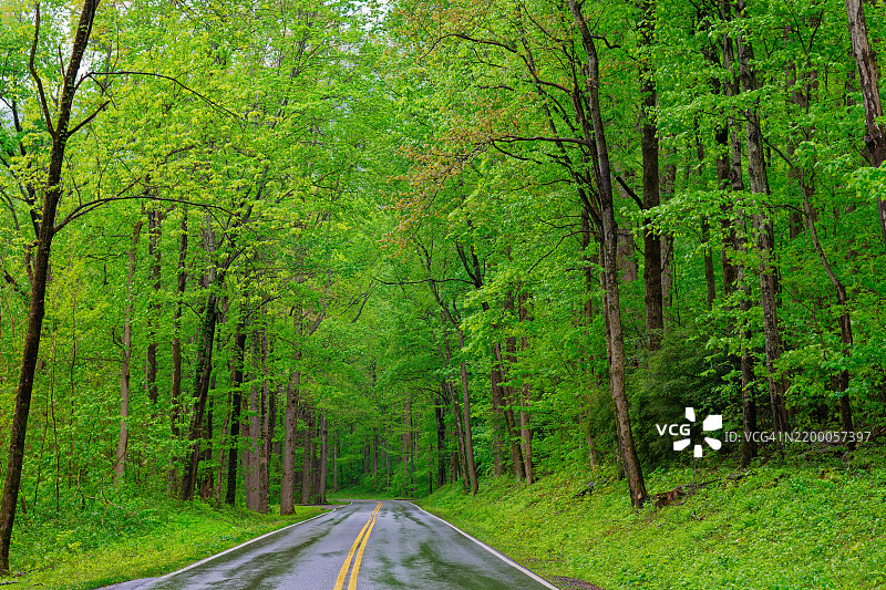 前方的道路带我穿越大烟山国家公园的森林和林地图片素材