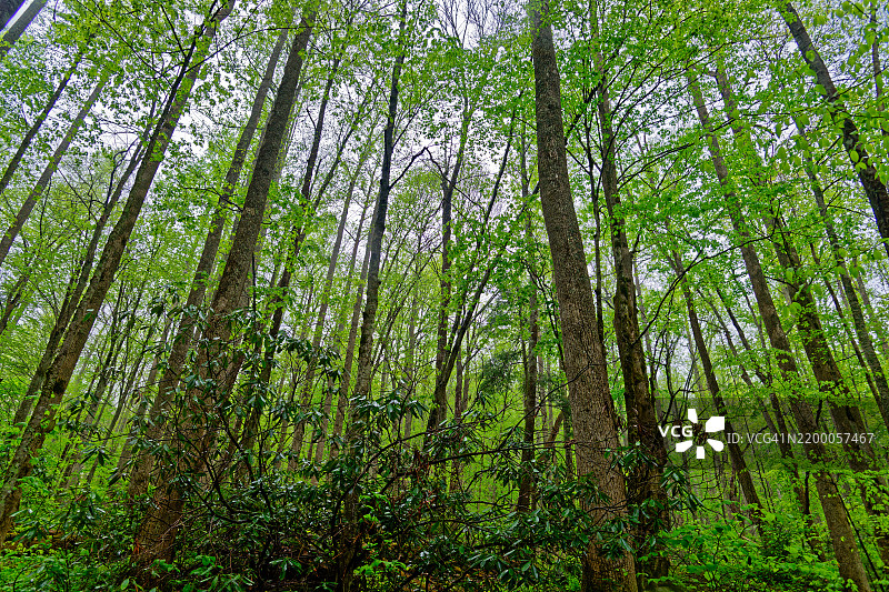 我在大烟山国家公园森林中的避风港图片素材