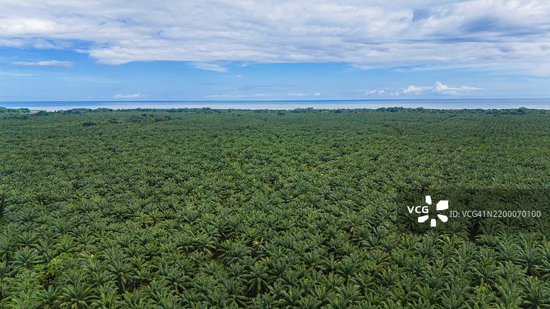 非洲油棕种植园（油棕，学名：Elaeis guineensis）的鸟瞰图图片素材