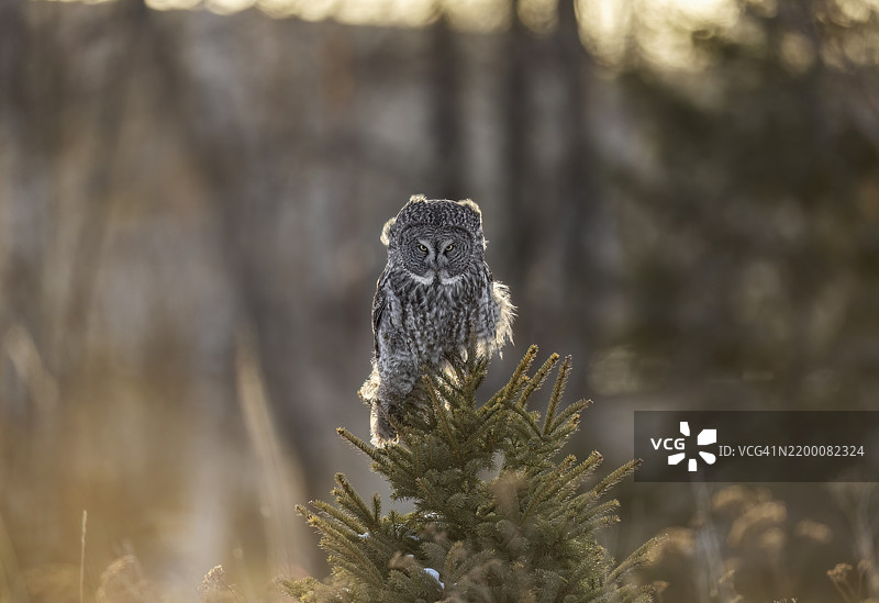 背光幻影图片素材