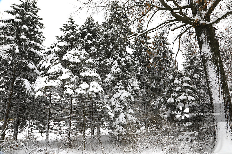 雪覆盖的树木。冬季仙境图片素材