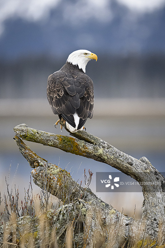阿拉斯加的秃头鹰栖息在漂流木上图片素材