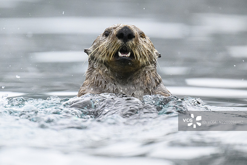 阿拉斯加海獺在卡赫马克湾图片素材