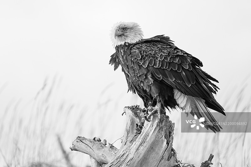 雄伟的秃头鹰栖息在阿拉斯加宁静荒野的漂流木上，享受着平静的午后时光。图片素材