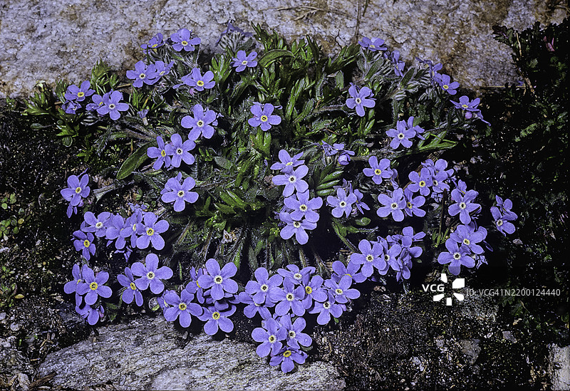 小花勿忘我（北极高山勿忘我，阿尔卑斯之王）图片素材