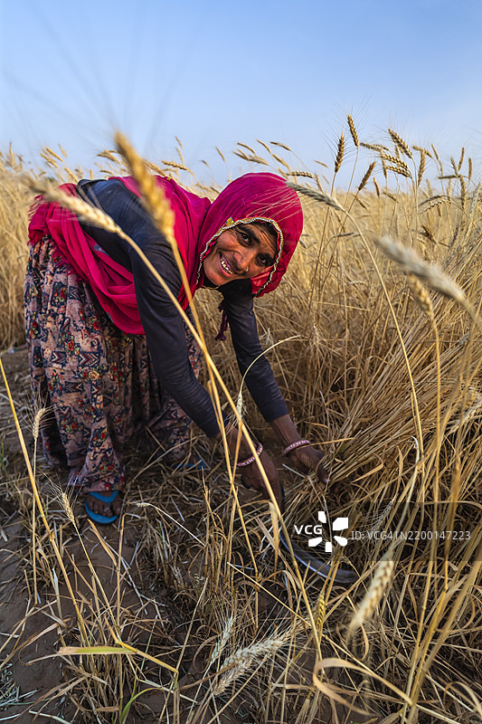 印度女性在印度割小麦。图片素材